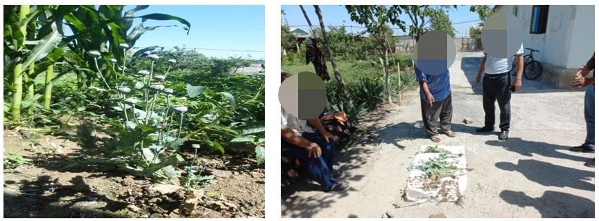 В Хавастском районе зафиксирован факт, связанный с незаконным выращиванием наркосодержащег…