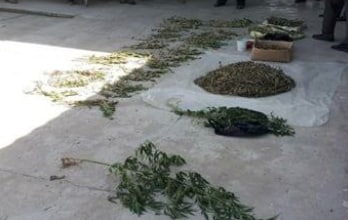 В Сайхунабадском районе выявлен факт выращивания наркотического растения
